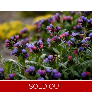 Pulmonaria 'Spot On'